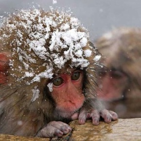 Sticking Up For Snow Monkeys (a response to Caitlin Moran)
